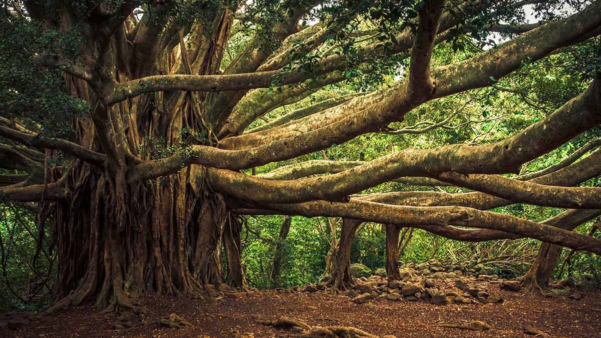 banyan tree astro tips