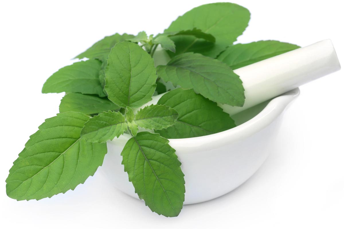 basil for cold and cough treatment