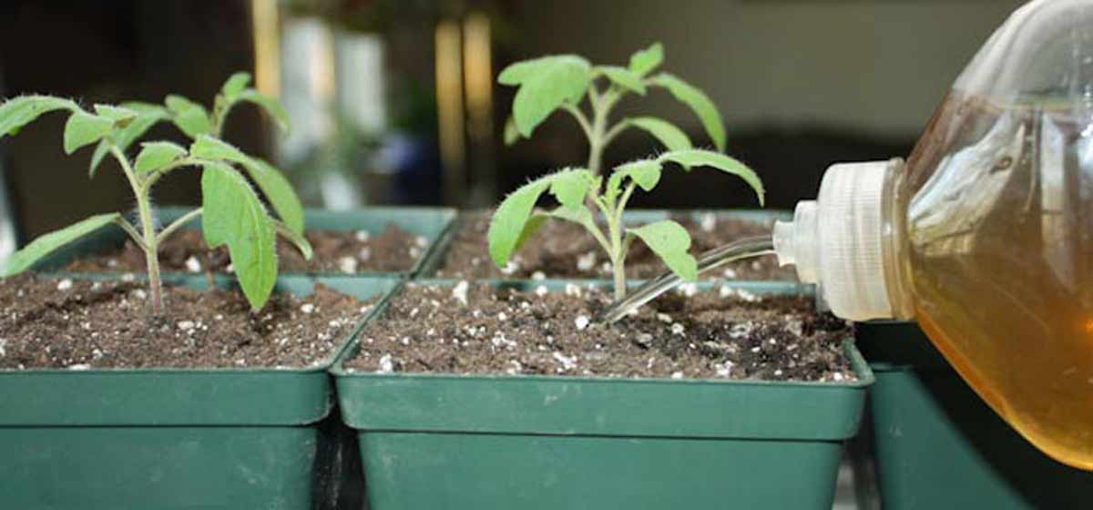 best liquid fertilizer for indoor plants