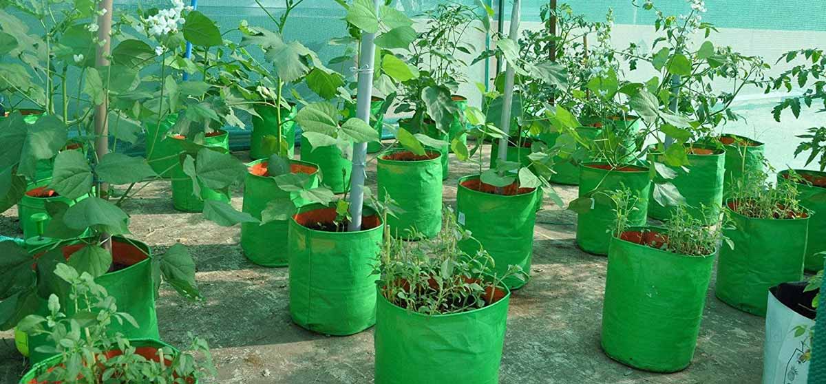 best pots to grow tomato plants in hindi