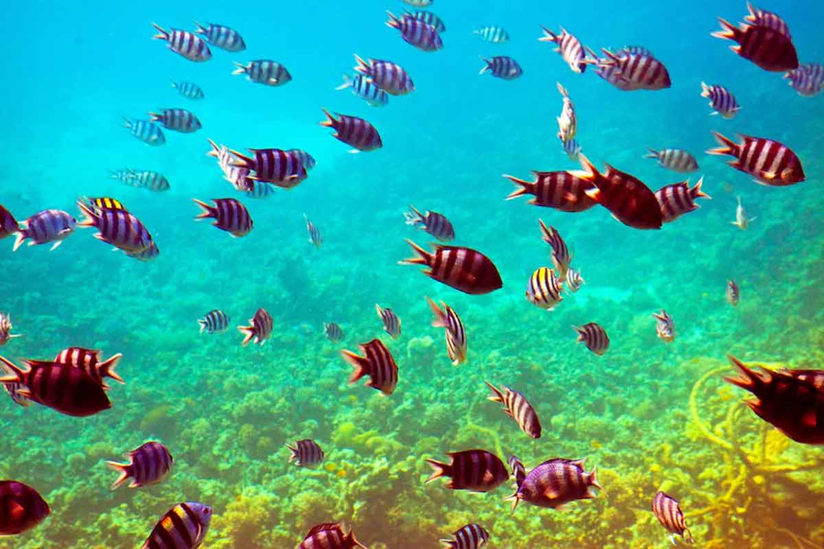 fish aquarium vastu tips