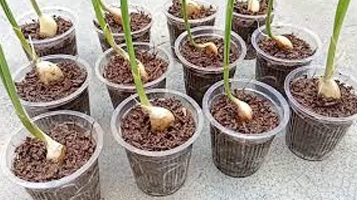 follow these steps to grow garlic