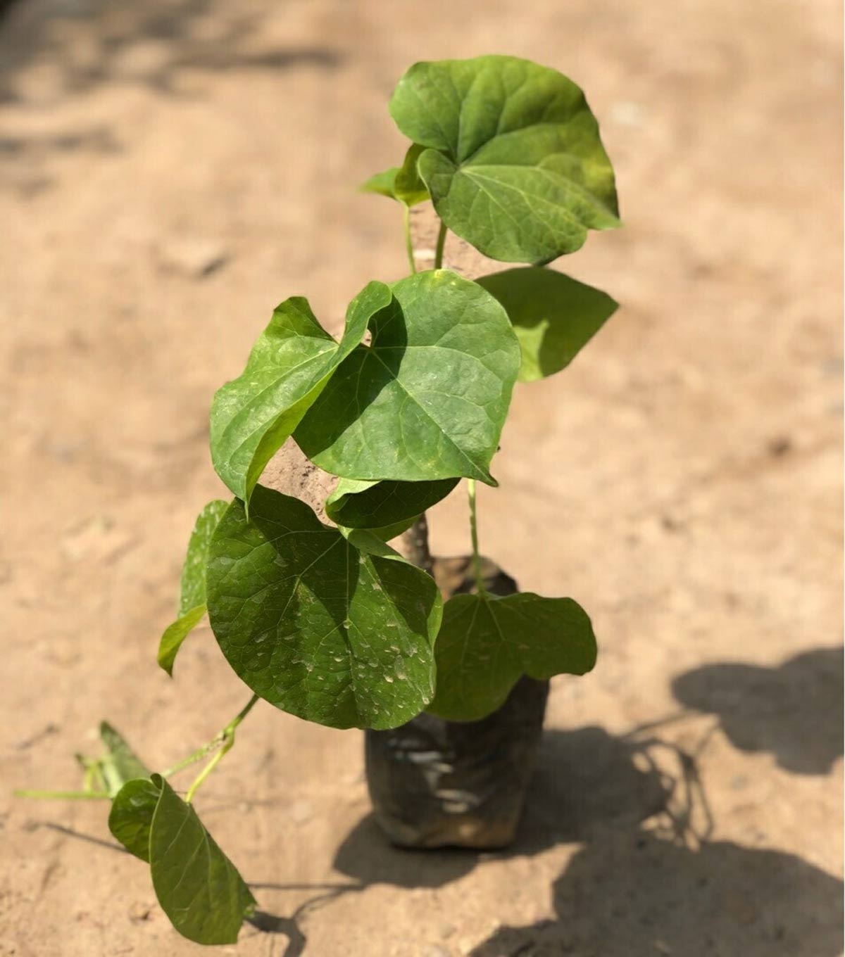 giloy plant to grow at home