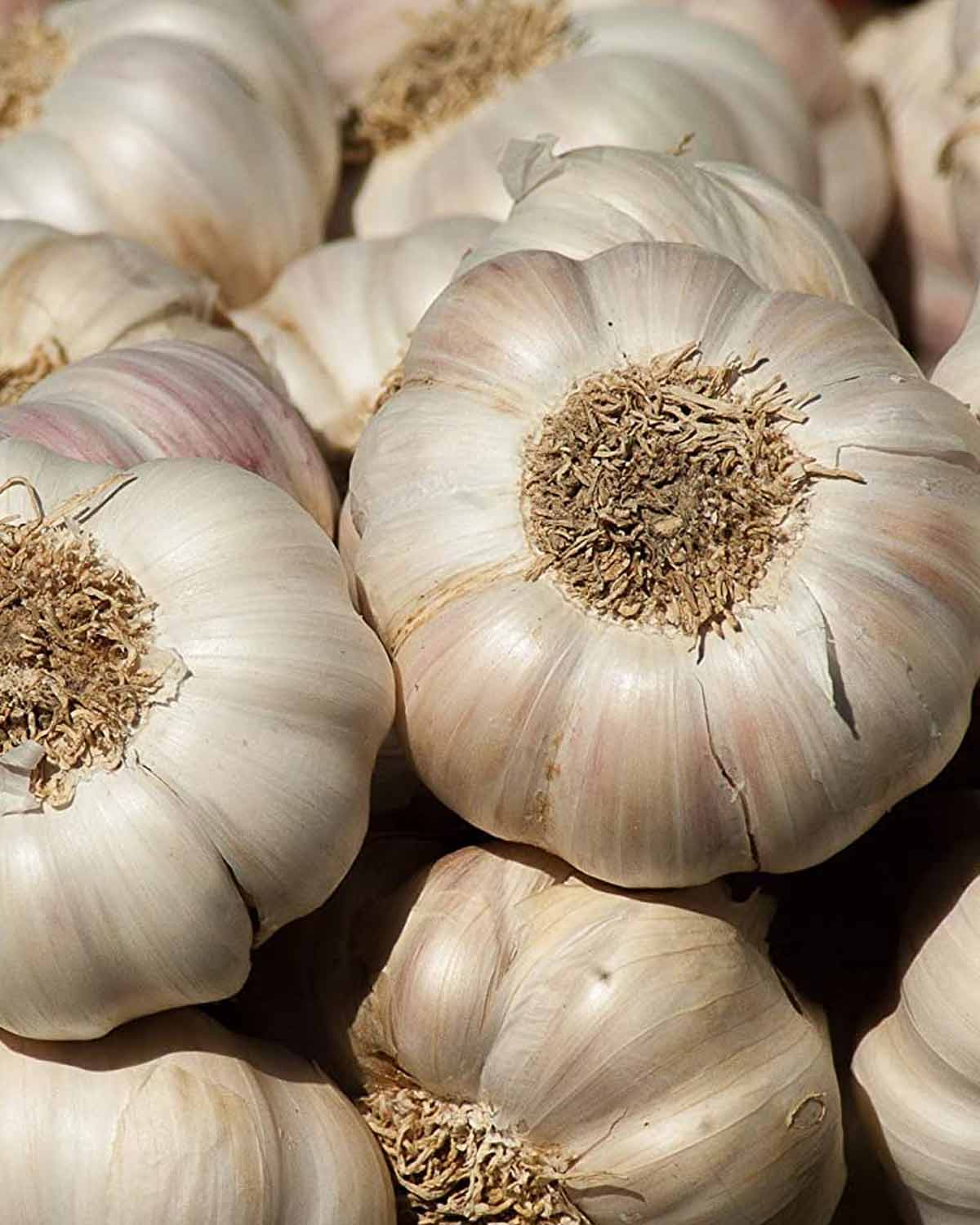 grow garlic in your home