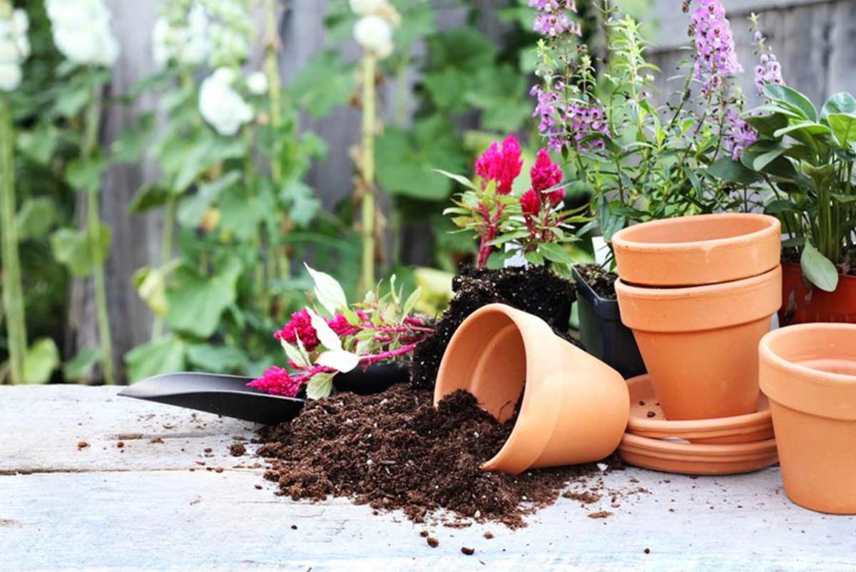 growing marjoram in pots