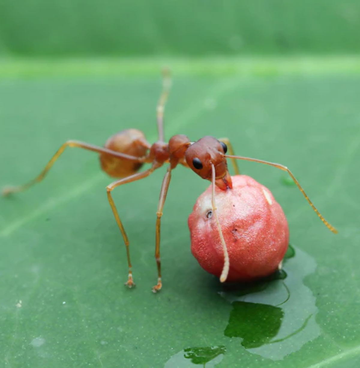 how to get rid of ant in garden