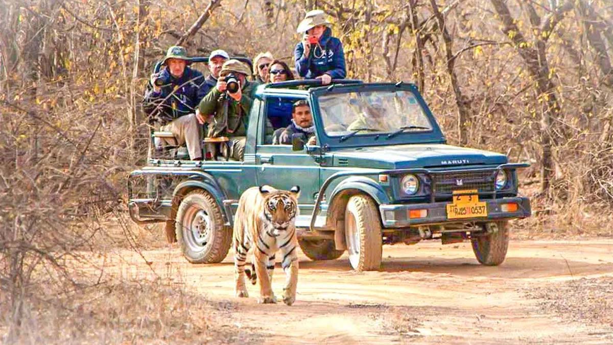 jungle safari rules in hindi