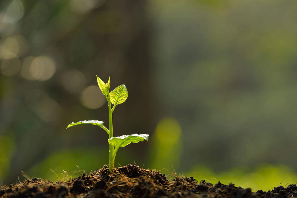 know How to Grow Marjoram Marua Plants