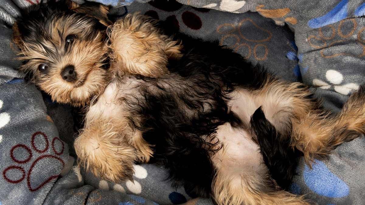 tips to travel with pets in winter