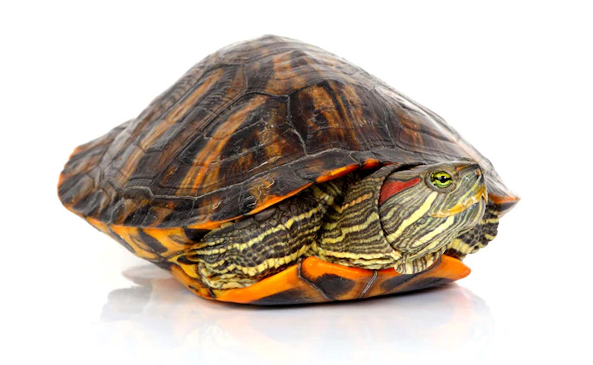 where to place live turtle