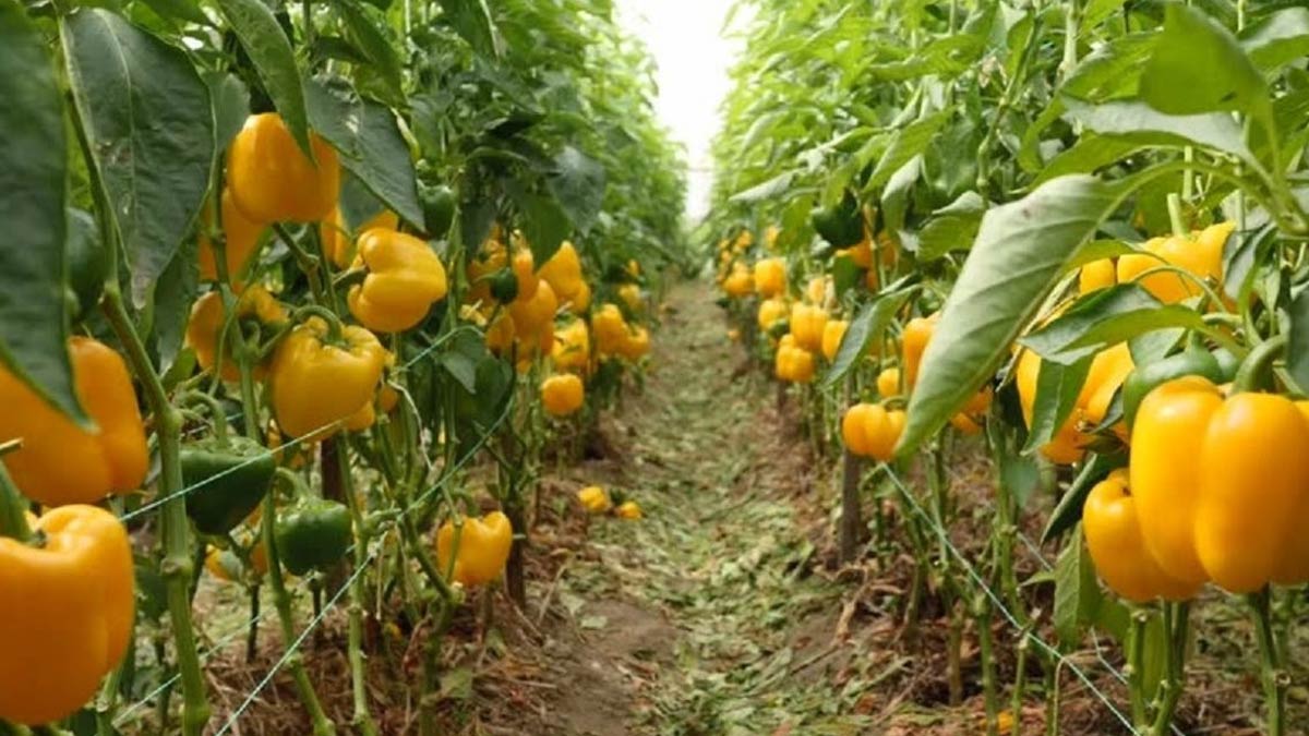 yellow capsicum hacks to grow
