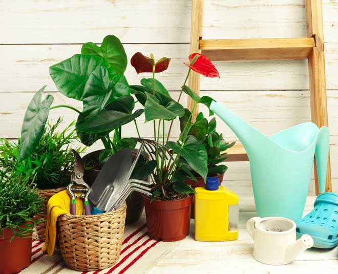 Plant Repotting mistakes