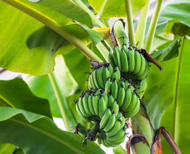 banana leaves mandap