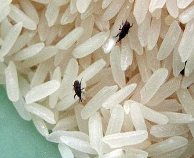 uses of neem leaves inside