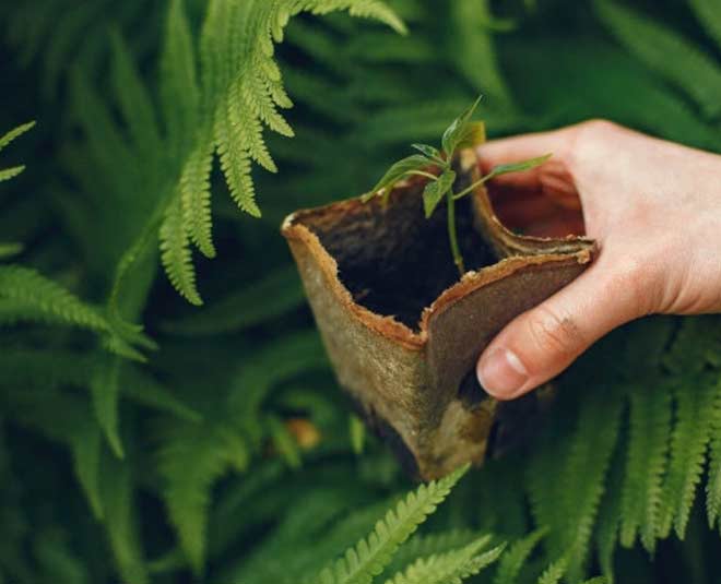 Cheap garden ideas ()