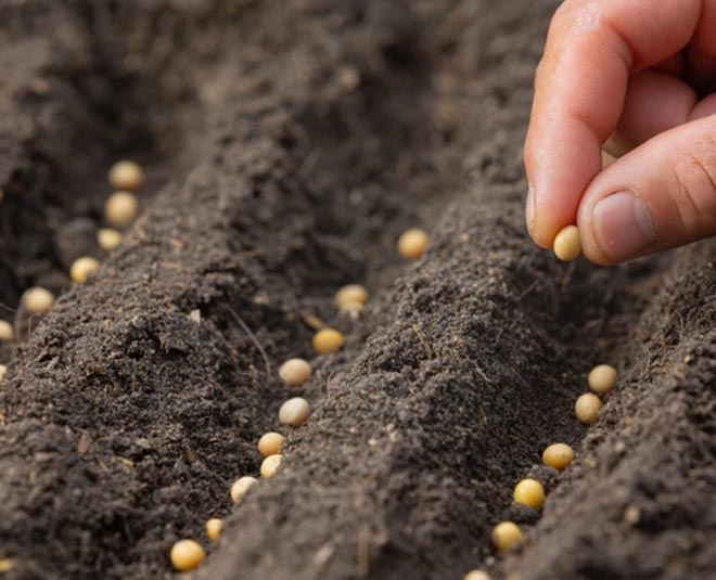 How to grow vegetable at home