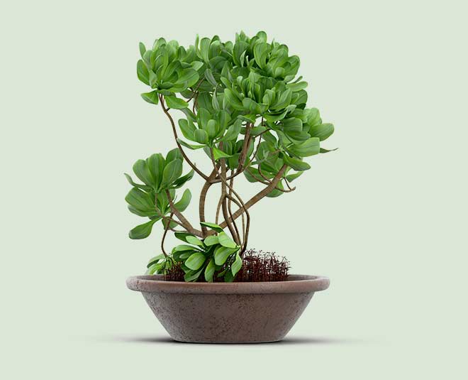 Plant grow in water tub