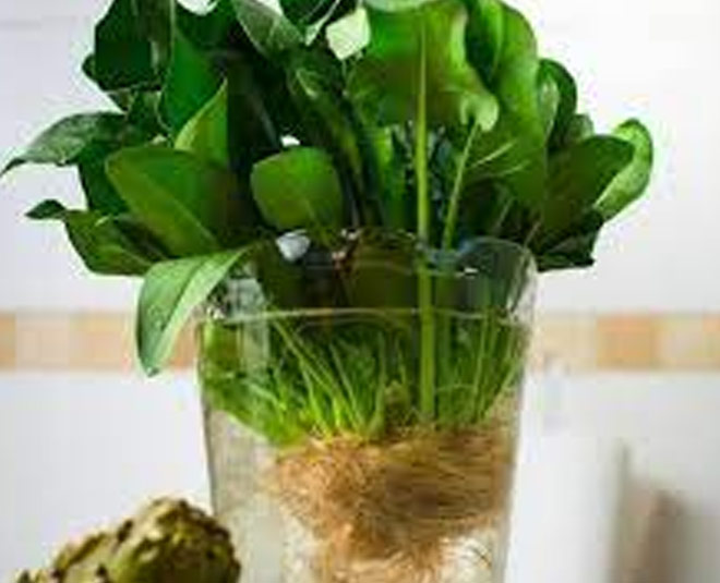 Plant in mason jar