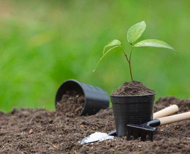 black carrot planting tips