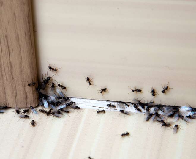 house pests