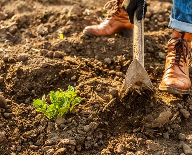 tips to black carrot prepare soil for plant