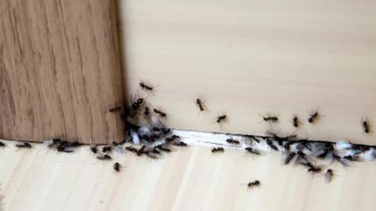 Kerosene Oil Uses During Monsoon for ant