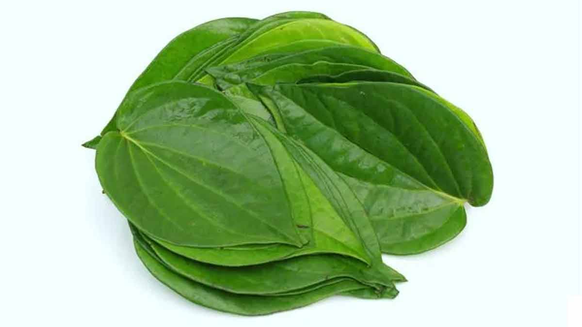 betel leaves use for burnt milk