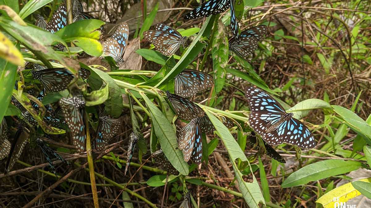 butterfly forest in karnataka