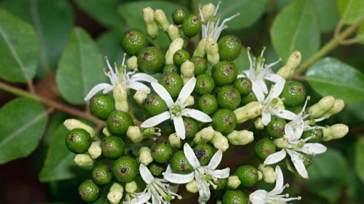 curry leaves flowers