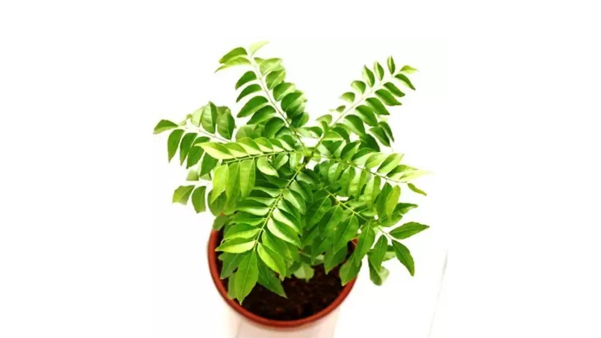 curry leaves plan and its benefits