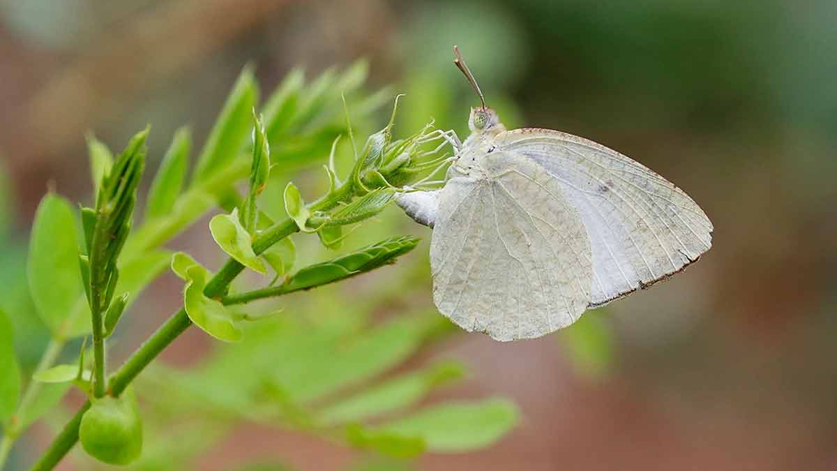 forest in south indai