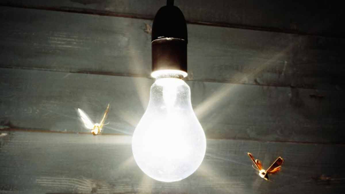 how to get rid of ants permanently