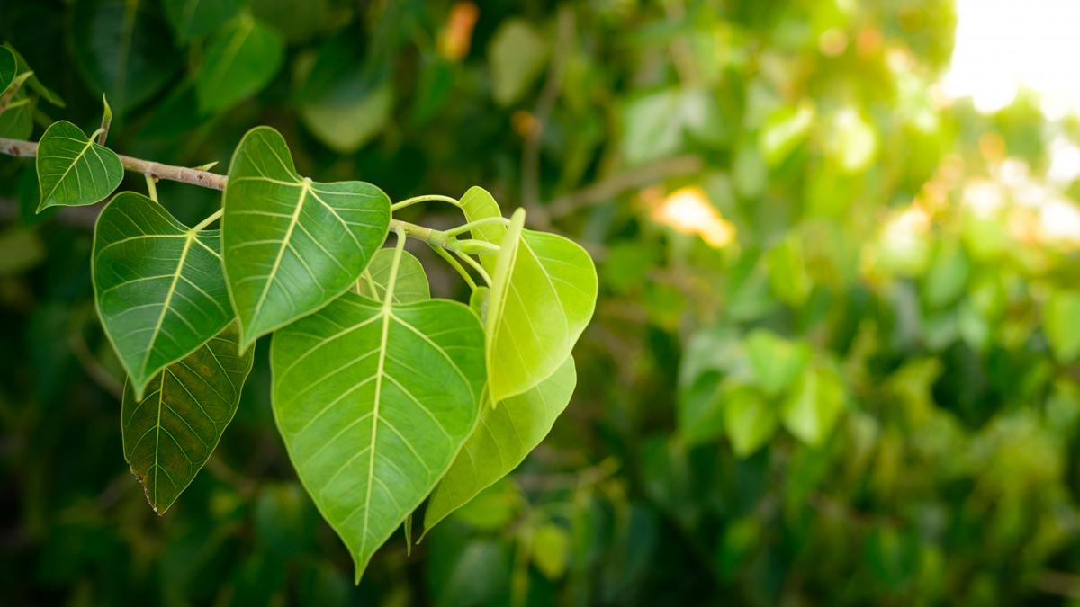 offering water to pipal tree