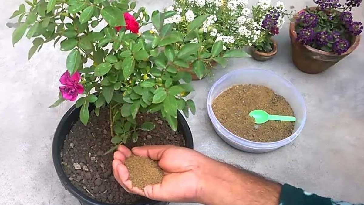 plant growth best fertilizer