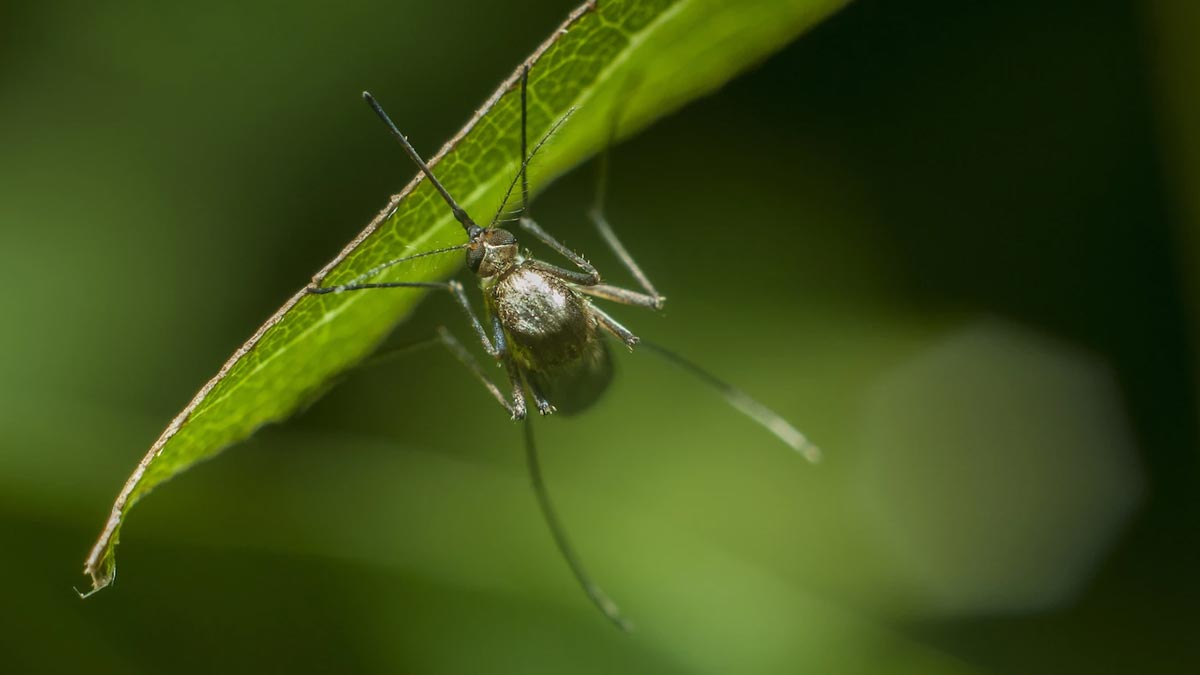 protection from mosquito
