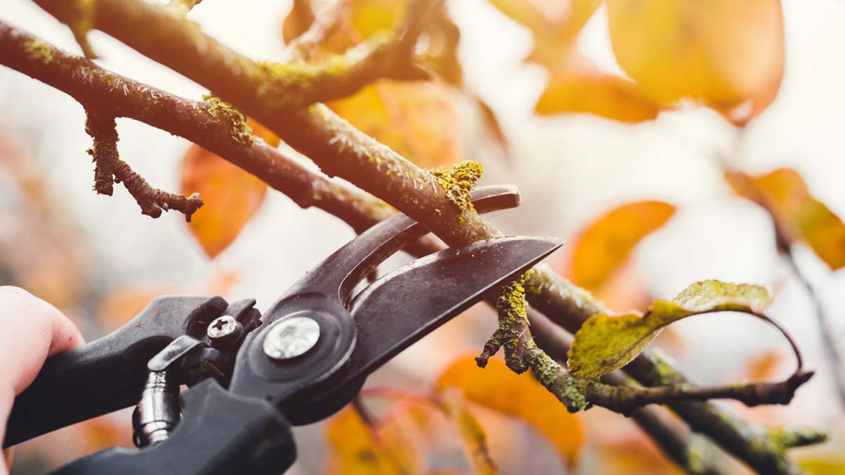 pruning of plants
