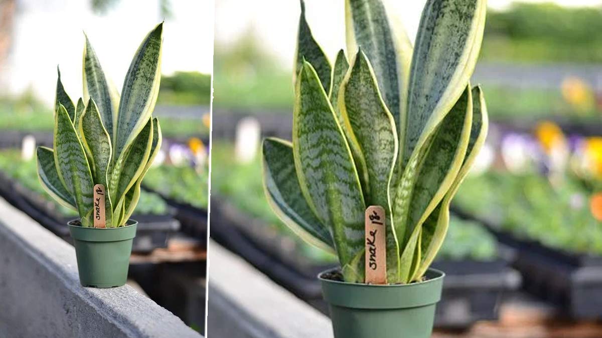 snake plant benefit for home