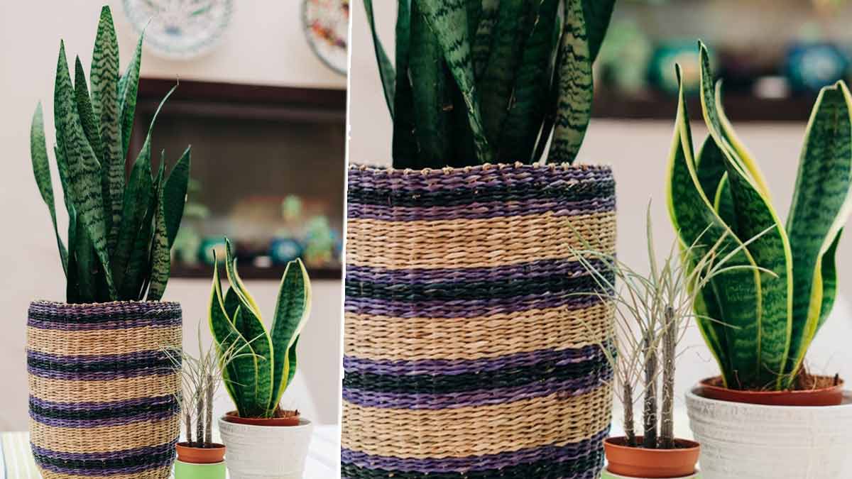 snake plant benefits for home in sawan month