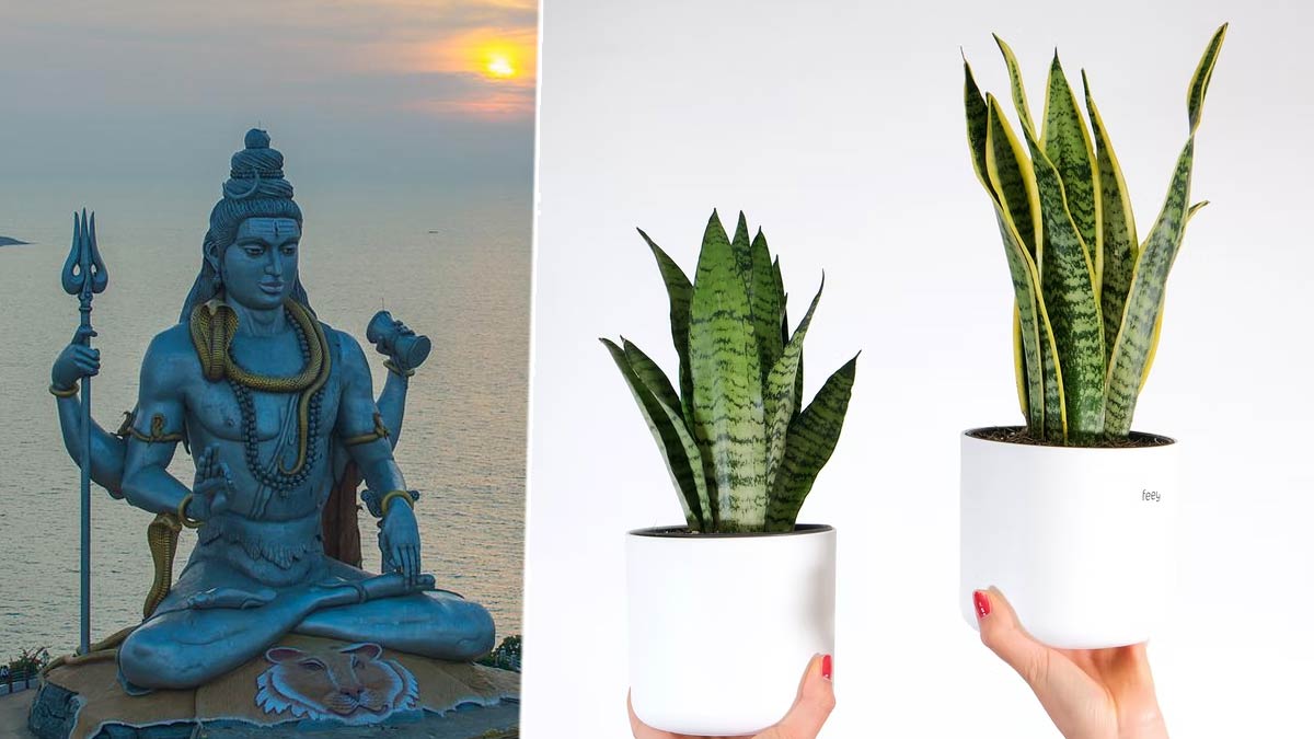 snake plant with shiva murti