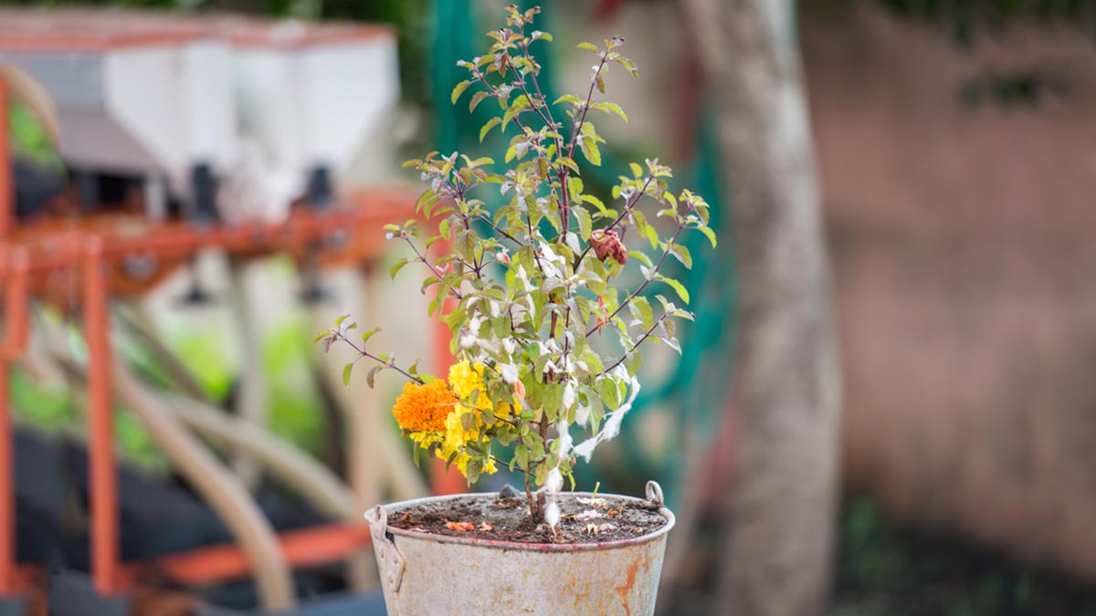 symptoms of weak mercury planet and astro remedies in sawan