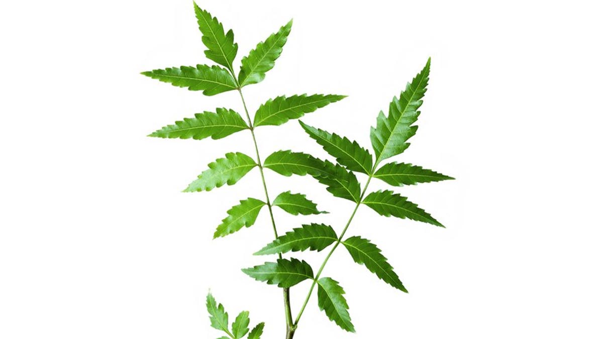 use of neem