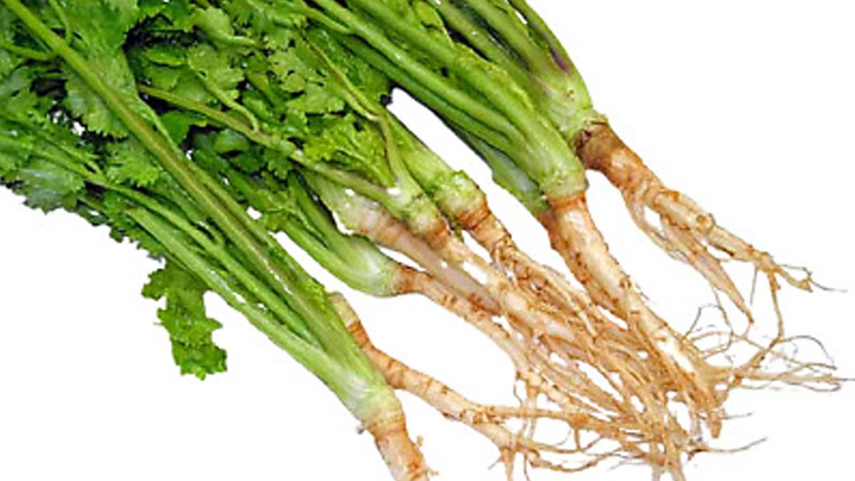 Coriander plant from cutting