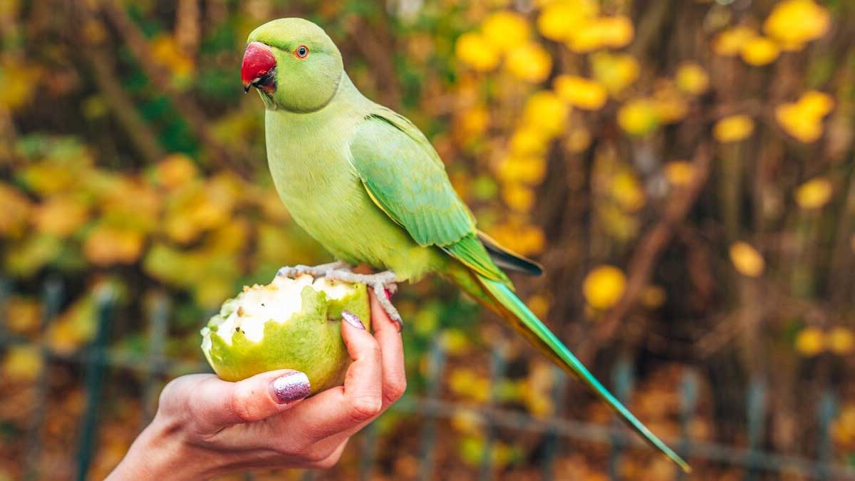 Ghar Main Tota Rakhne Ke Fayde ()