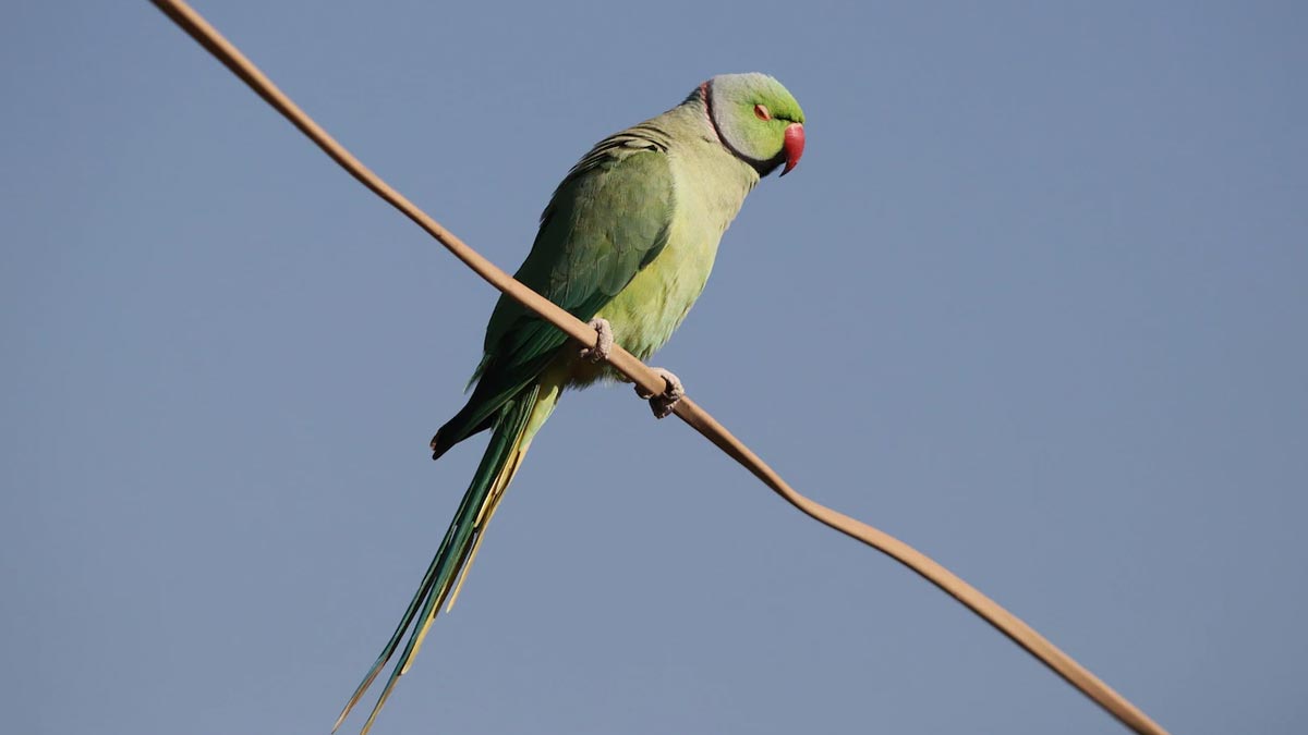Is parrot good for home vastu
