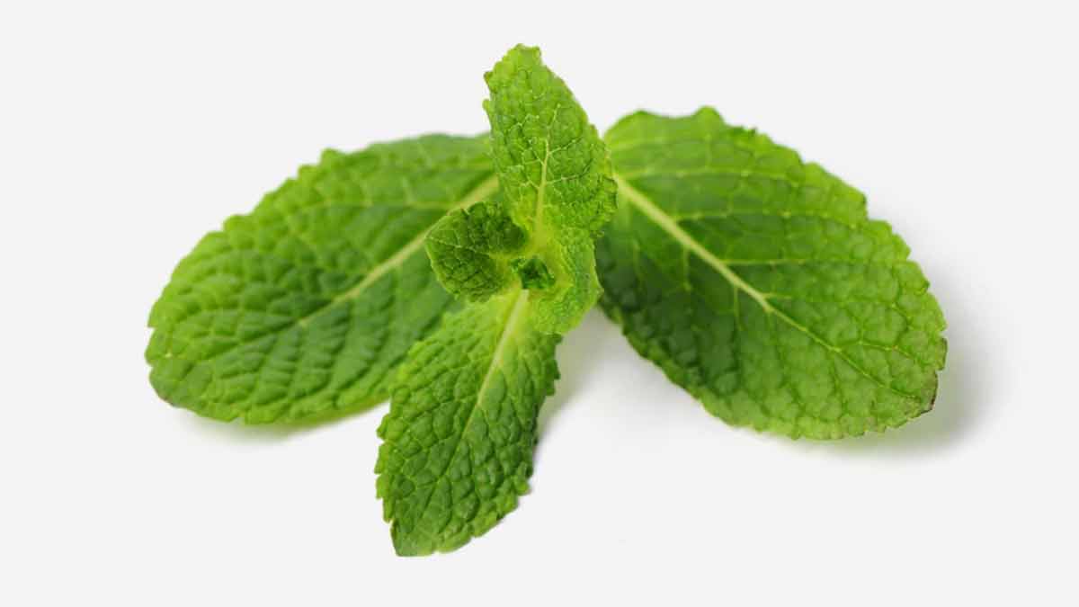 Mint leaves