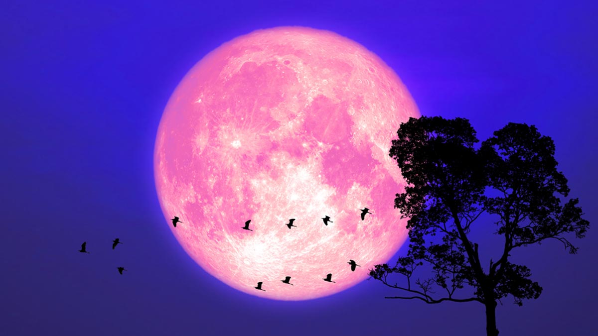 Strawberry Full Moon