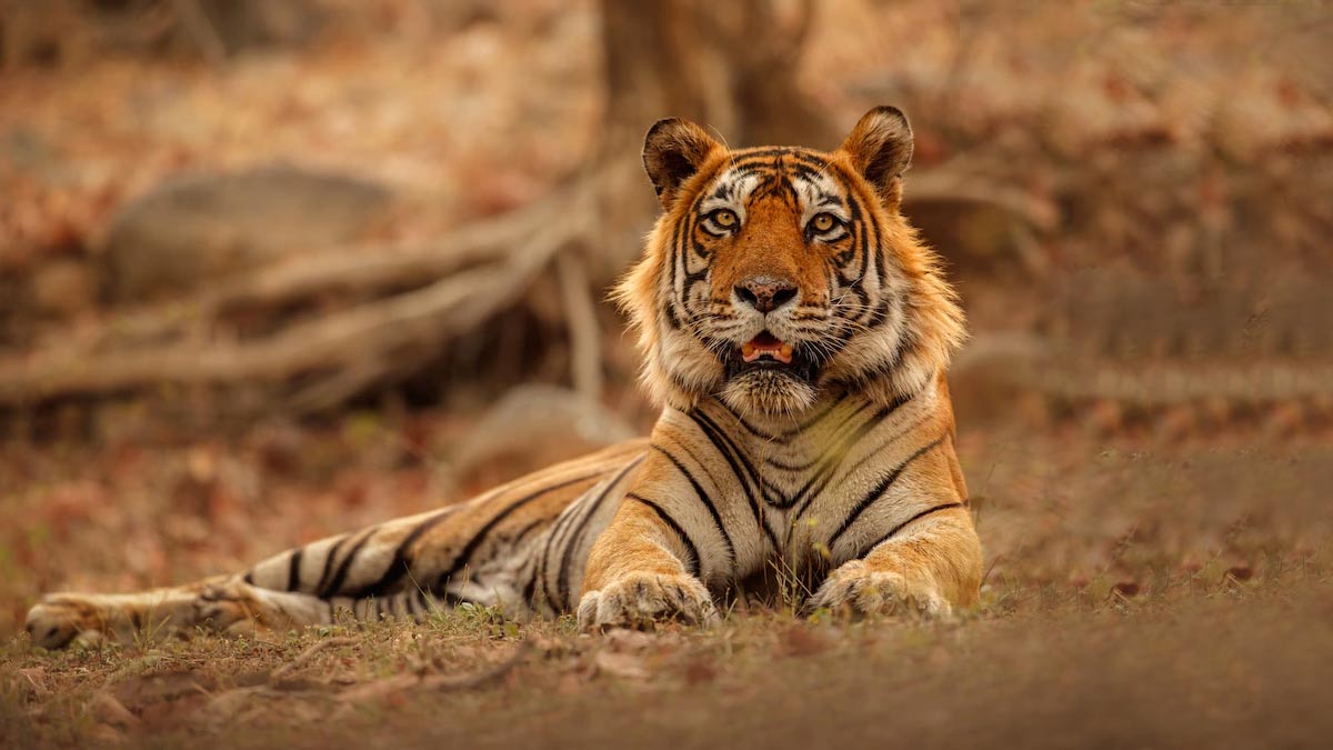 best place to visit chikmagalaur