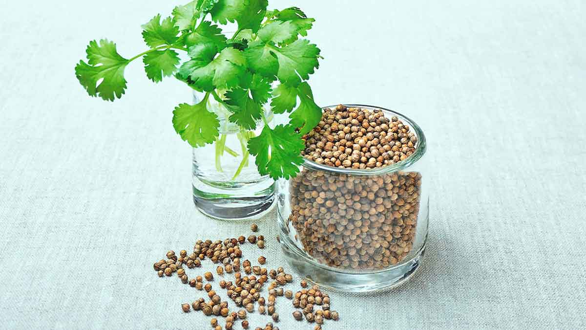 coriander plant from seeds
