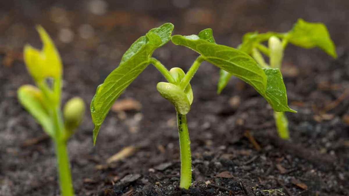 easy ways to grow cluster beans at home Inside