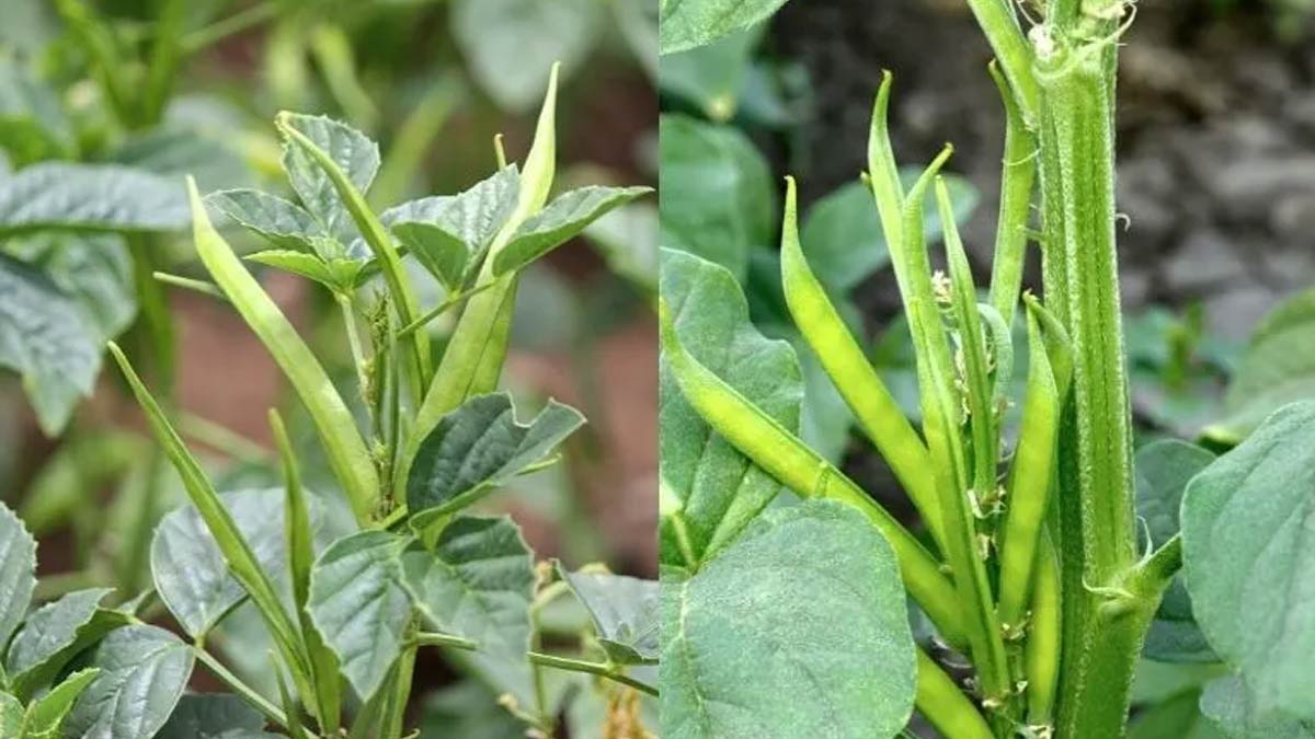 easy ways to grow cluster beans at home Inside